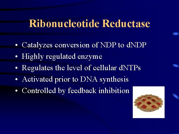 Ribonucleotide Reductase • • • Catalyzes conversion of NDP to d. NDP Highly regulated