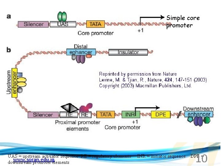 Simple core promoter 10 UAS = upstream activator sequence RE = regulatory elements INR