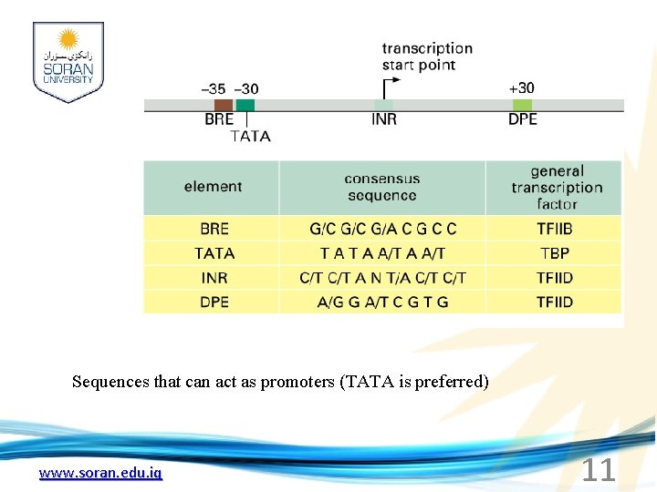 Sequences that can act as promoters (TATA is preferred) www. soran. edu. iq 11