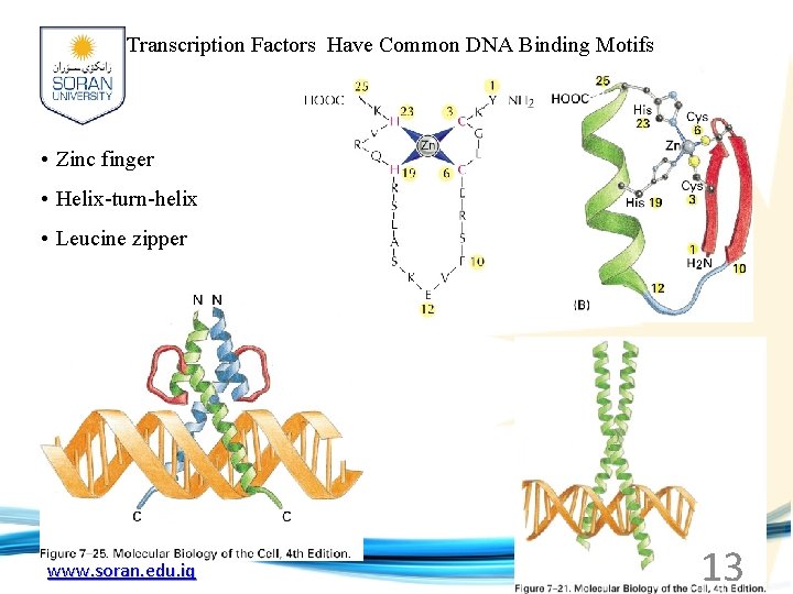 Transcription Factors Have Common DNA Binding Motifs • Zinc finger • Helix-turn-helix • Leucine