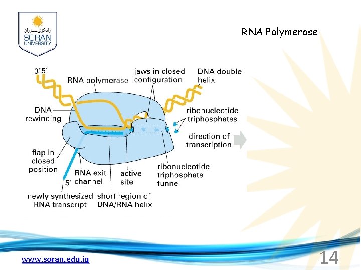 RNA Polymerase www. soran. edu. iq 14 