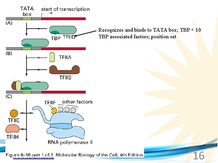 Recognizes and binds to TATA box; TBP + 10 TBP associated factors; position set