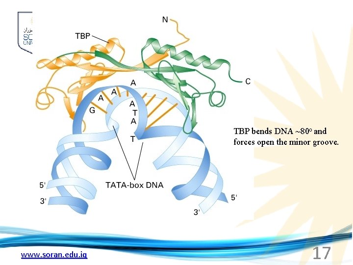 TBP bends DNA ~80 o and forces open the minor groove. www. soran. edu.