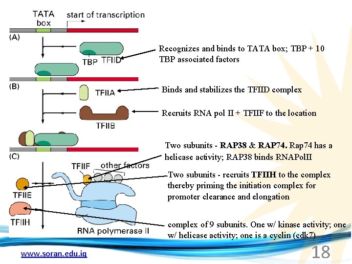 Recognizes and binds to TATA box; TBP + 10 TBP associated factors Binds and