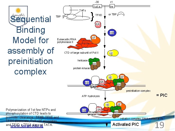 TAFs Sequential Binding Model for assembly of preinitiation complex -30 +1 TATA Inr }