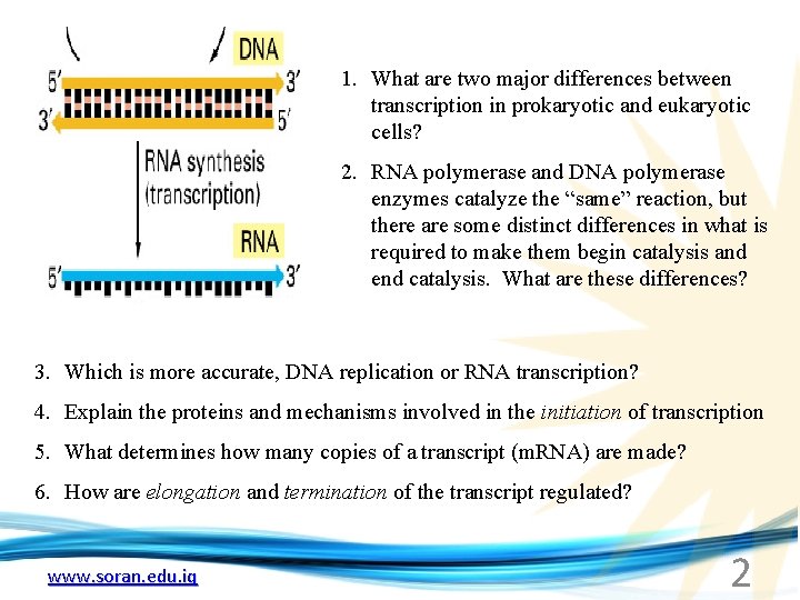 1. What are two major differences between transcription in prokaryotic and eukaryotic cells? 2.