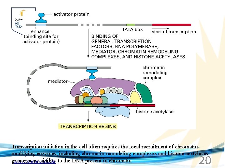 Transcription initiation in the cell often requires the local recruitment of chromatinmodifying enzymes, including