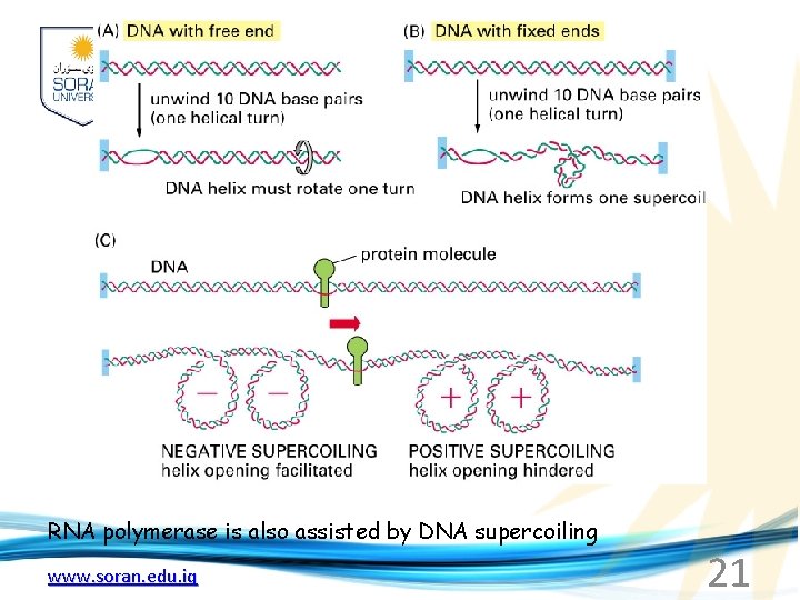 RNA polymerase is also assisted by DNA supercoiling www. soran. edu. iq 21 