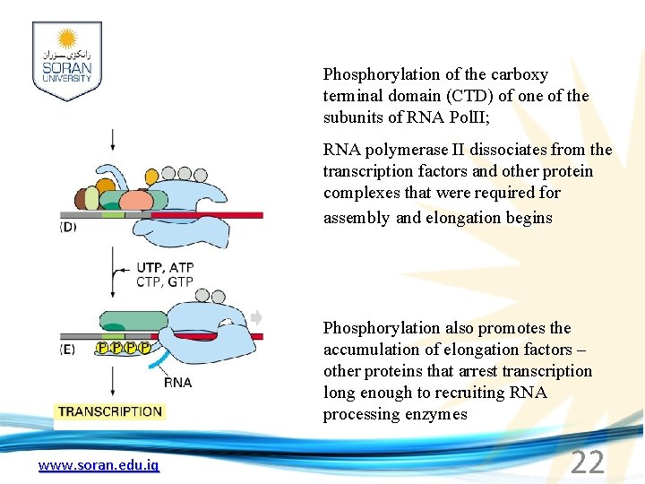 Phosphorylation of the carboxy terminal domain (CTD) of one of the subunits of RNA