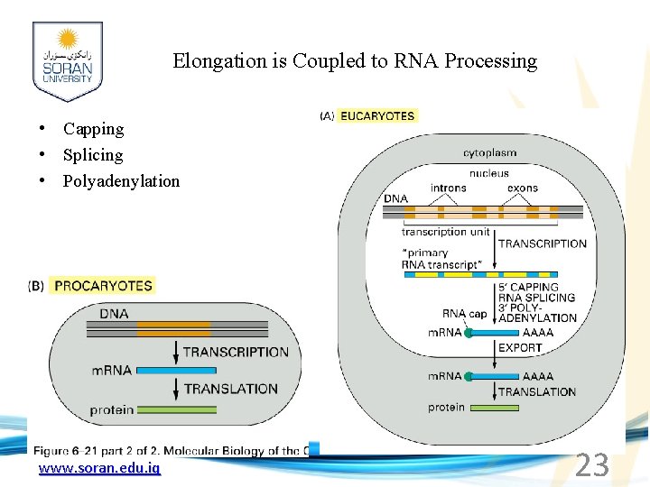 Elongation is Coupled to RNA Processing • Capping • Splicing • Polyadenylation www. soran.