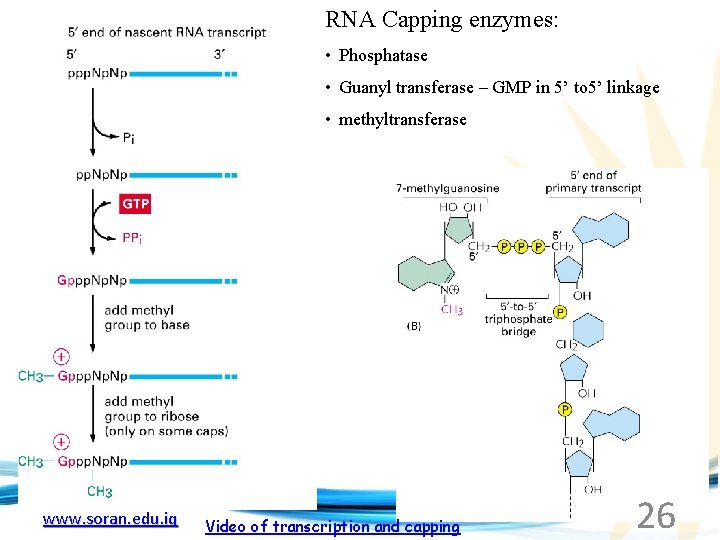 RNA Capping enzymes: • Phosphatase • Guanyl transferase – GMP in 5’ to 5’