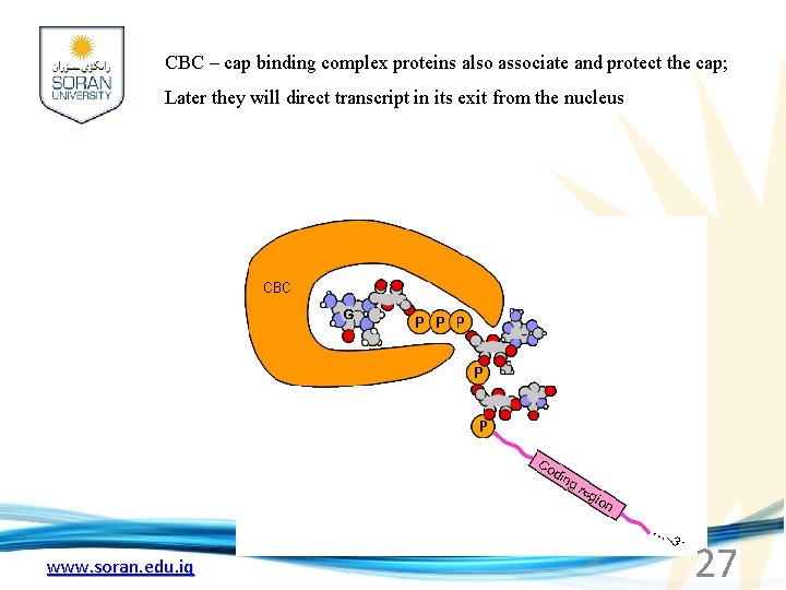 CBC – cap binding complex proteins also associate and protect the cap; Later they