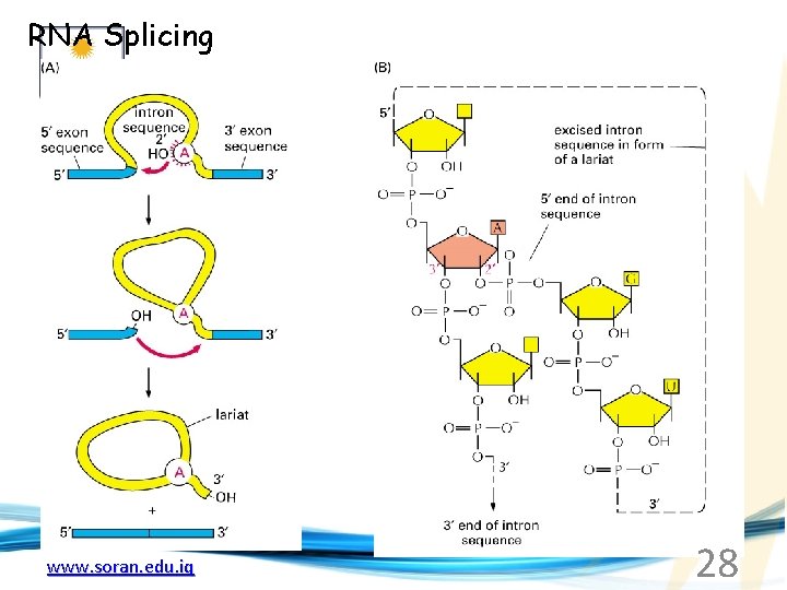 RNA Splicing www. soran. edu. iq 28 