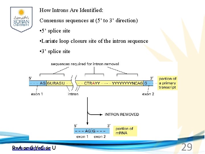 How Introns Are Identified: Consensus sequences at (5’ to 3’ direction) • 5’ splice