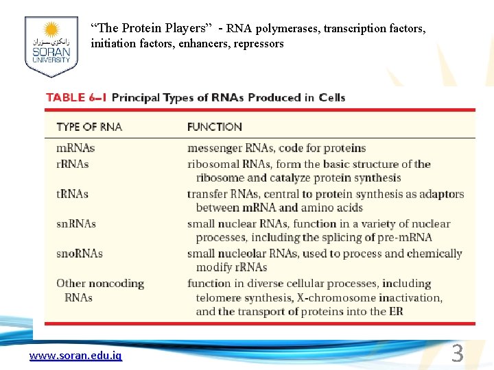 “The Protein Players” - RNA polymerases, transcription factors, initiation factors, enhancers, repressors www. soran.