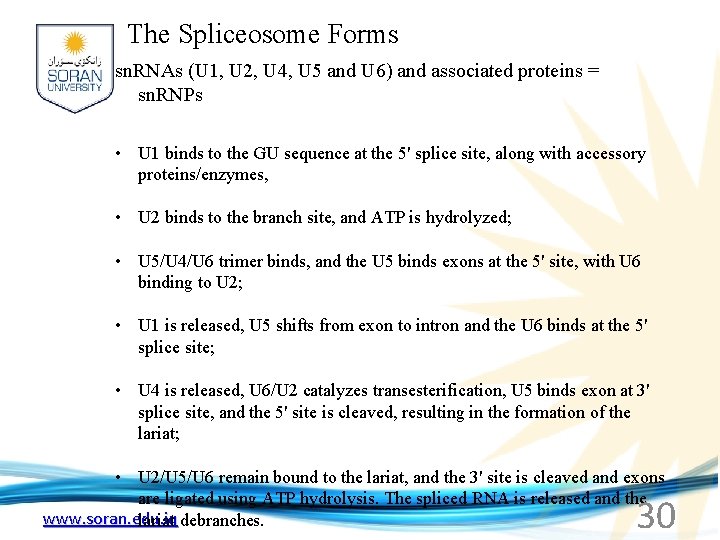 The Spliceosome Forms sn. RNAs (U 1, U 2, U 4, U 5 and