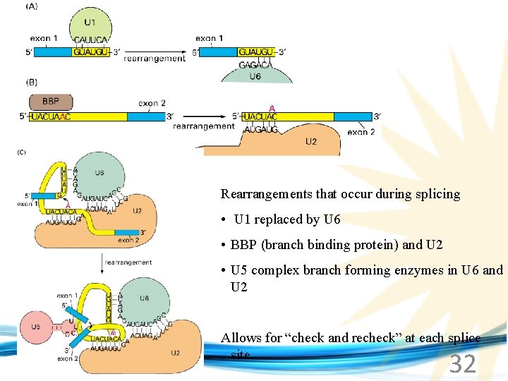 Rearrangements that occur during splicing • U 1 replaced by U 6 • BBP