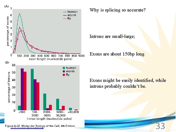 Why is splicing so accurate? Introns are small-large; Exons are about 150 bp long
