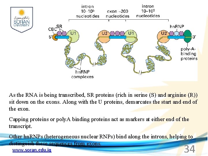 As the RNA is being transcribed, SR proteins (rich in serine (S) and arginine