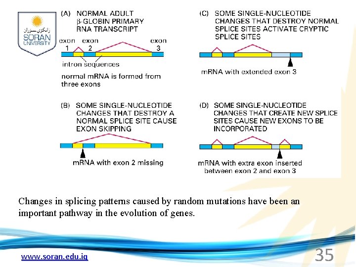 Changes in splicing patterns caused by random mutations have been an important pathway in