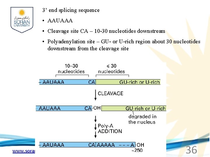 3’ end splicing sequence • AAUAAA • Cleavage site CA – 10 -30 nucleotides