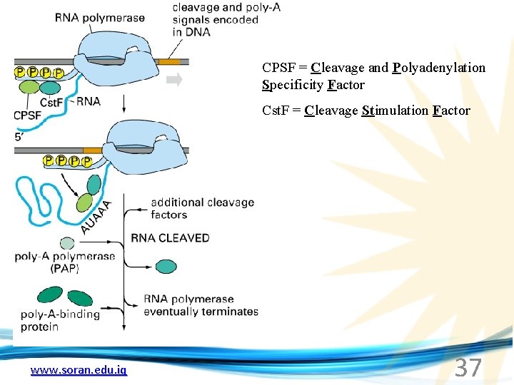 CPSF = Cleavage and Polyadenylation Specificity Factor Cst. F = Cleavage Stimulation Factor www.