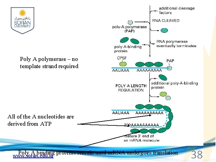 Poly A polymerase – no template strand required All of the A nucleotides are