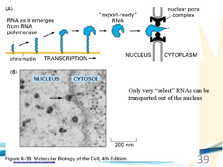 Only very “select” RNAs can be transported out of the nucleus www. soran. edu.