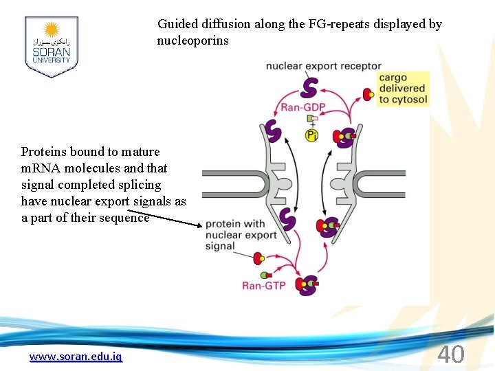 Guided diffusion along the FG-repeats displayed by nucleoporins Proteins bound to mature m. RNA