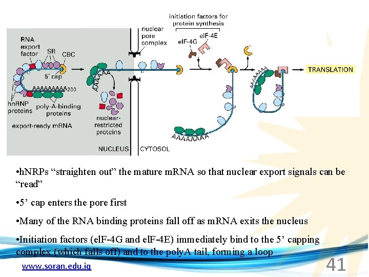  • h. NRPs “straighten out” the mature m. RNA so that nuclear export