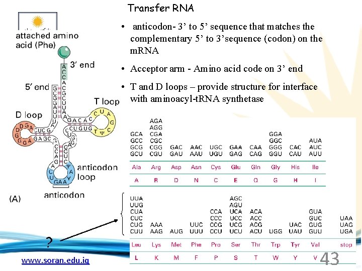 Transfer RNA • anticodon- 3’ to 5’ sequence that matches the complementary 5’ to