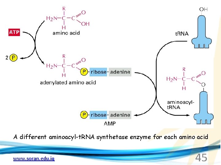 A different aminoacyl-t. RNA synthetase enzyme for each amino acid www. soran. edu. iq