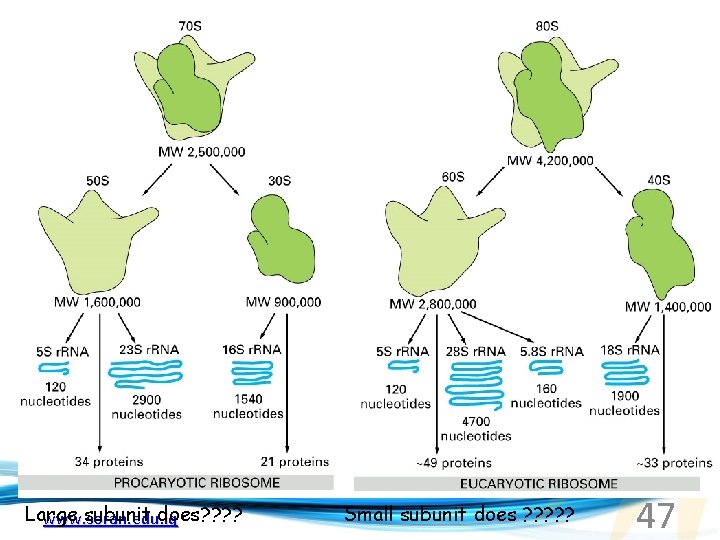 Large subunit does? ? www. soran. edu. iq Small subunit does ? ? ?