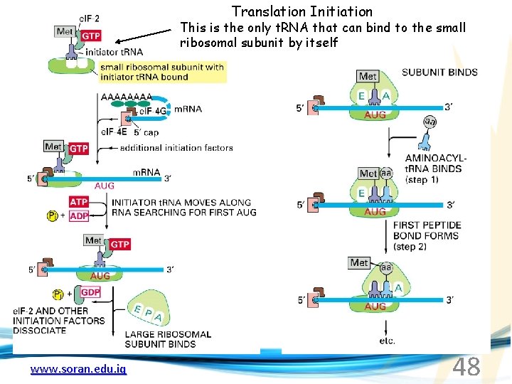 Translation Initiation This is the only t. RNA that can bind to the small