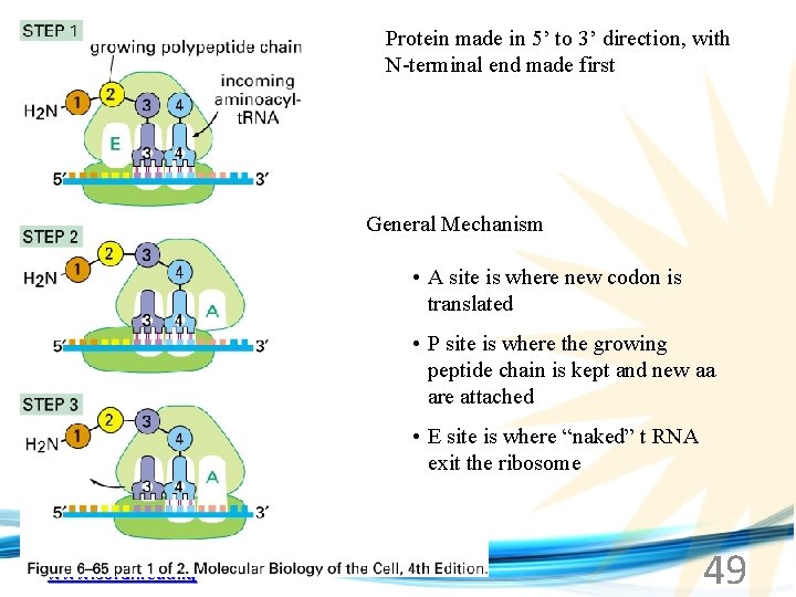 Protein made in 5’ to 3’ direction, with N-terminal end made first General Mechanism