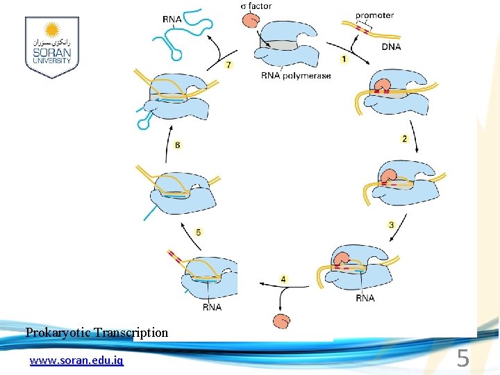 Prokaryotic Transcription www. soran. edu. iq 5 