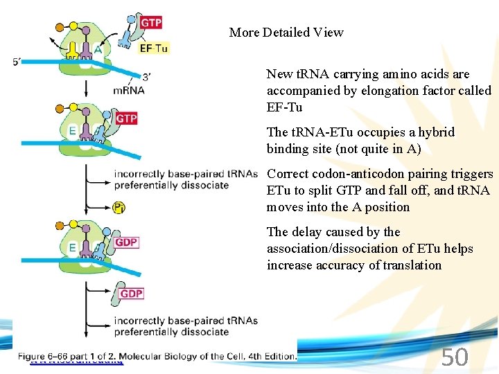 More Detailed View New t. RNA carrying amino acids are accompanied by elongation factor