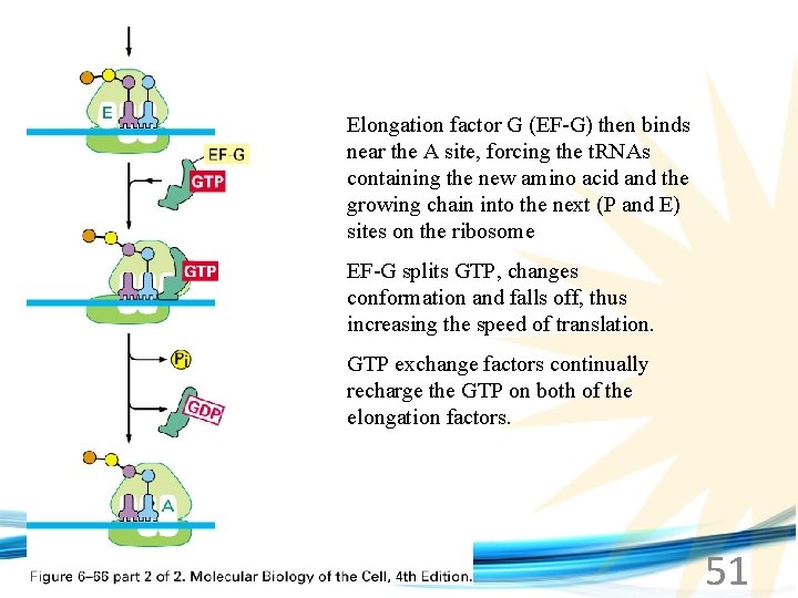 Elongation factor G (EF-G) then binds near the A site, forcing the t. RNAs