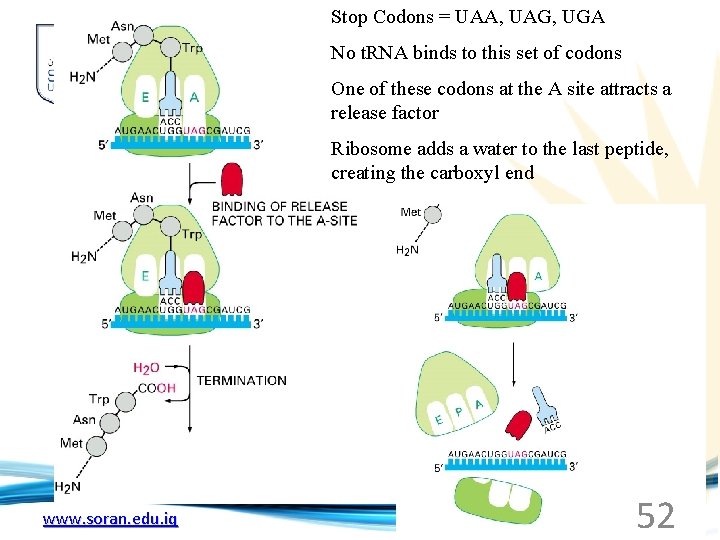 Stop Codons = UAA, UAG, UGA No t. RNA binds to this set of