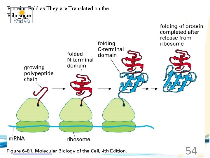 Proteins Fold as They are Translated on the Ribosome www. soran. edu. iq 54