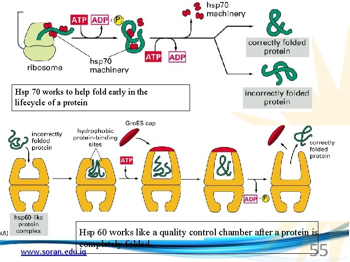 Hsp 70 works to help fold early in the lifecycle of a protein Hsp