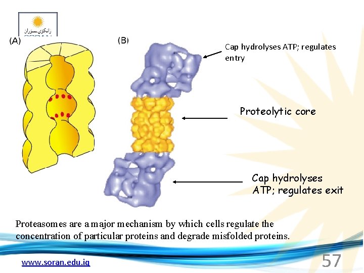 Cap hydrolyses ATP; regulates entry Proteolytic core Cap hydrolyses ATP; regulates exit Proteasomes are