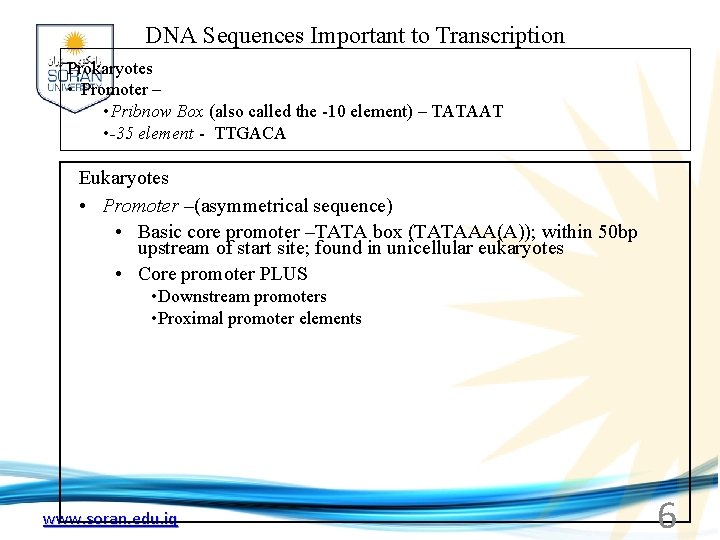 DNA Sequences Important to Transcription Prokaryotes • Promoter – • Pribnow Box (also called