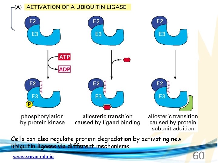 Cells can also regulate protein degradation by activating new ubiquitin ligases via different mechanisms.