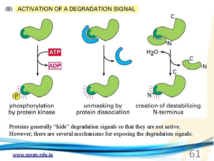 Proteins generally “hide” degradation signals so that they are not active. However, there are