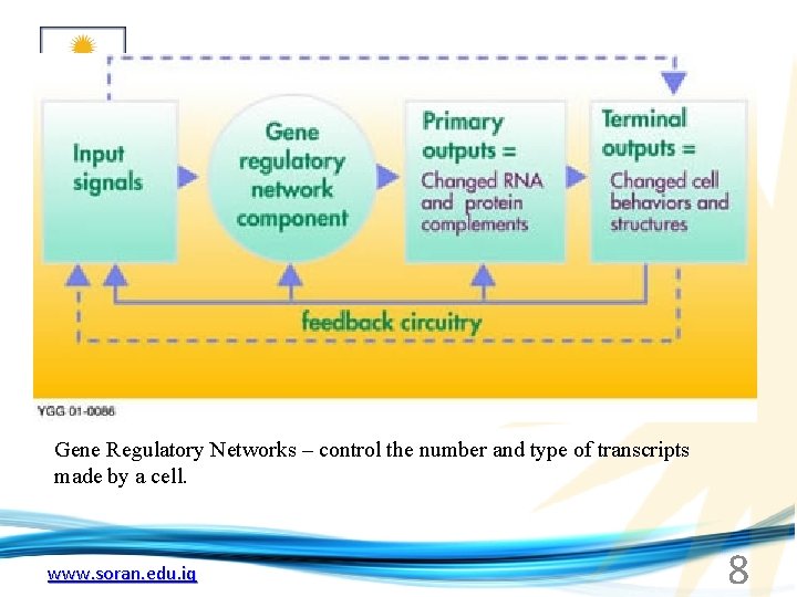 Gene Regulatory Networks – control the number and type of transcripts made by a