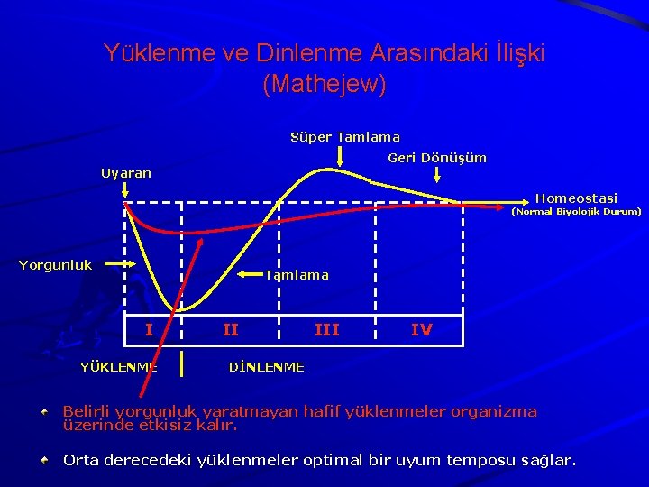 Yüklenme ve Dinlenme Arasındaki İlişki (Mathejew) Süper Tamlama Geri Dönüşüm Uyaran Homeostasi (Normal Biyolojik Yüklenme ve Dinlenme Arasındaki İlişki (Mathejew) Süper Tamlama Geri Dönüşüm Uyaran Homeostasi (Normal Biyolojik