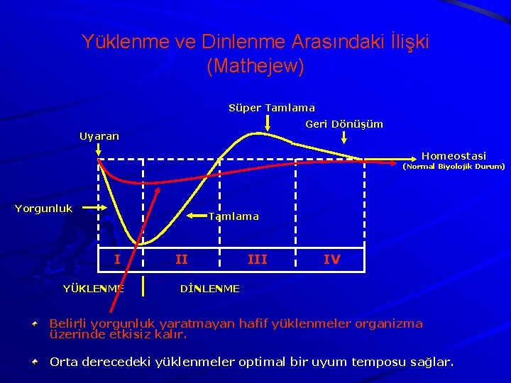 Yüklenme ve Dinlenme Arasındaki İlişki (Mathejew) Süper Tamlama Geri Dönüşüm Uyaran Homeostasi (Normal Biyolojik