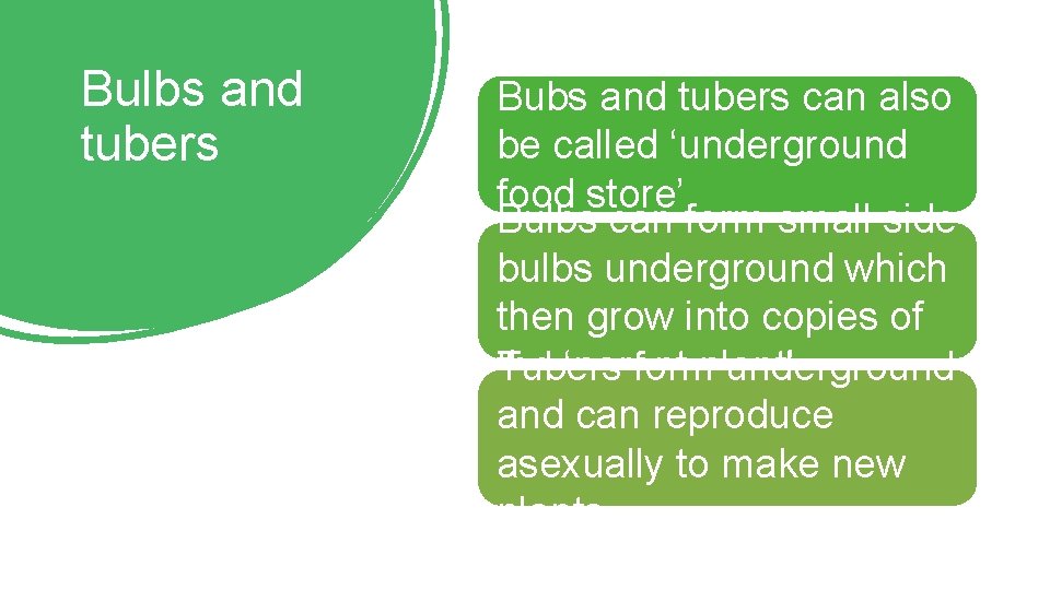 Bulbs and tubers Bubs and tubers can also be called ‘underground food store’. Bulbs Bulbs and tubers Bubs and tubers can also be called ‘underground food store’. Bulbs