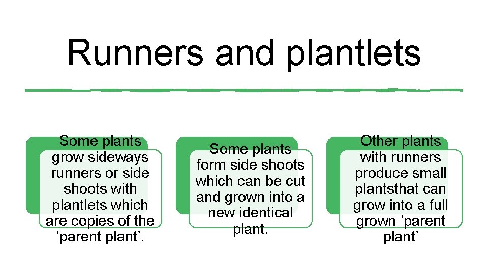Runners and plantlets Some plants grow sideways runners or side shoots with plantlets which Runners and plantlets Some plants grow sideways runners or side shoots with plantlets which
